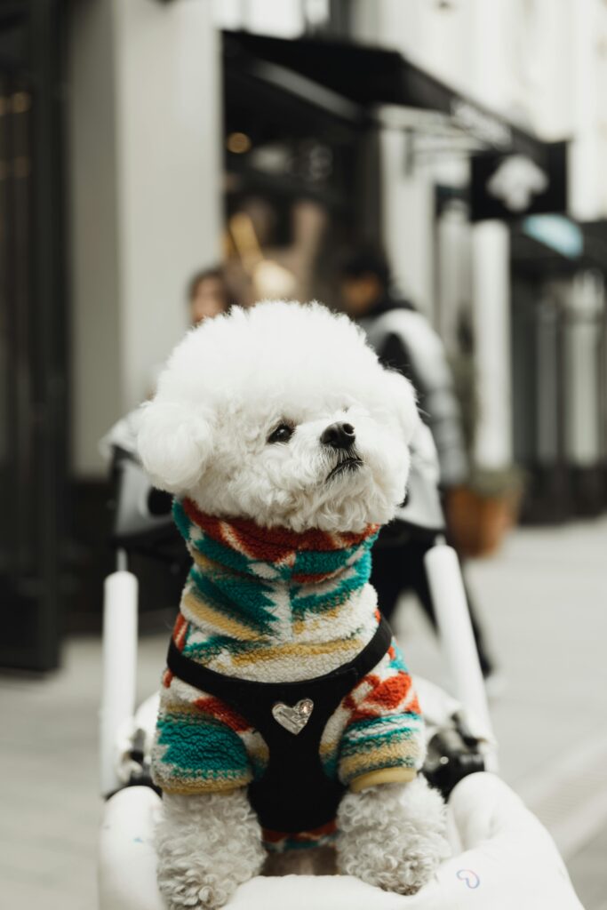 Pawinner pet carrier with wheels review