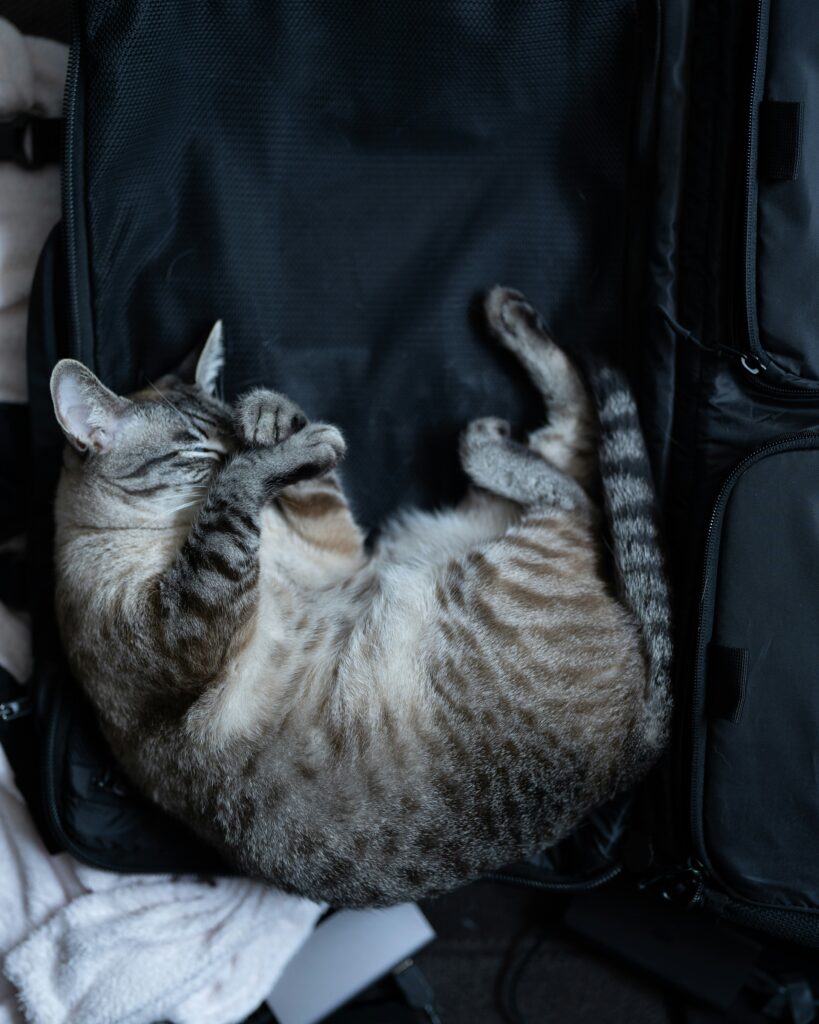 Pecute cat backpack review