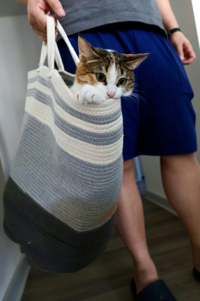Pet Magasin Hard Cover Collapsible Cat Carrier - Pet Travel Kennel with Top-Load  Foldable Feature for Cats, Small Dogs Puppies  Rabbits