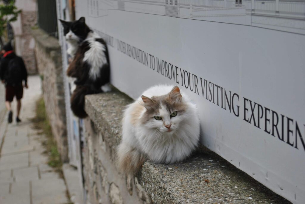 Petami cat backpack carrier review