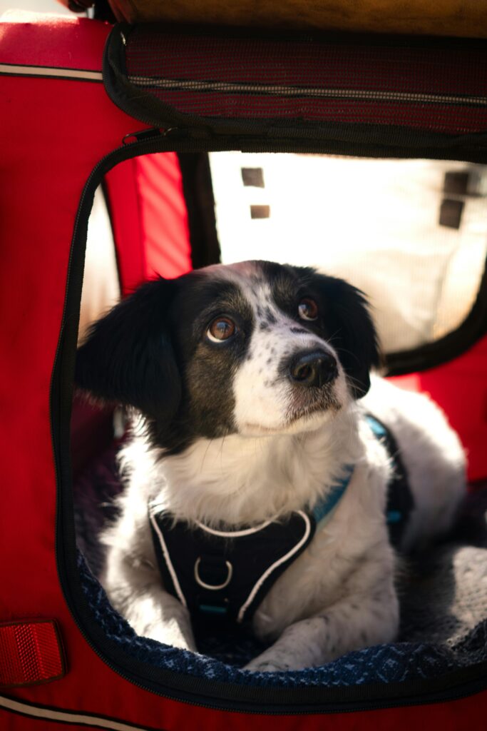 Premium pet carrier for cats & small dogs