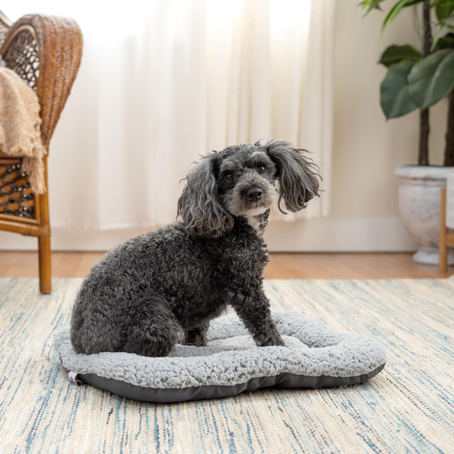 SportPet Designs Foldable Travel Cat Carrier review