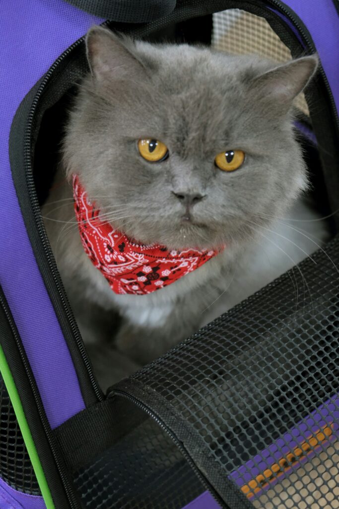 Carriers Soft-Sided Pet Carrier Pink for Medium Large Cats Dogs Undertake 35Lbs,Ventilated Mesh Windows,Top Load Cat Carrier with Airline Approved(X-Large,Pink) Carriers Soft-Sided Pet Carrier Pink for Medium Large Cats Dogs Undertake 35Lbs,Ventilated Mesh Windows,Top Load Cat Carrier with Airline Approved(X-Large,Pink)