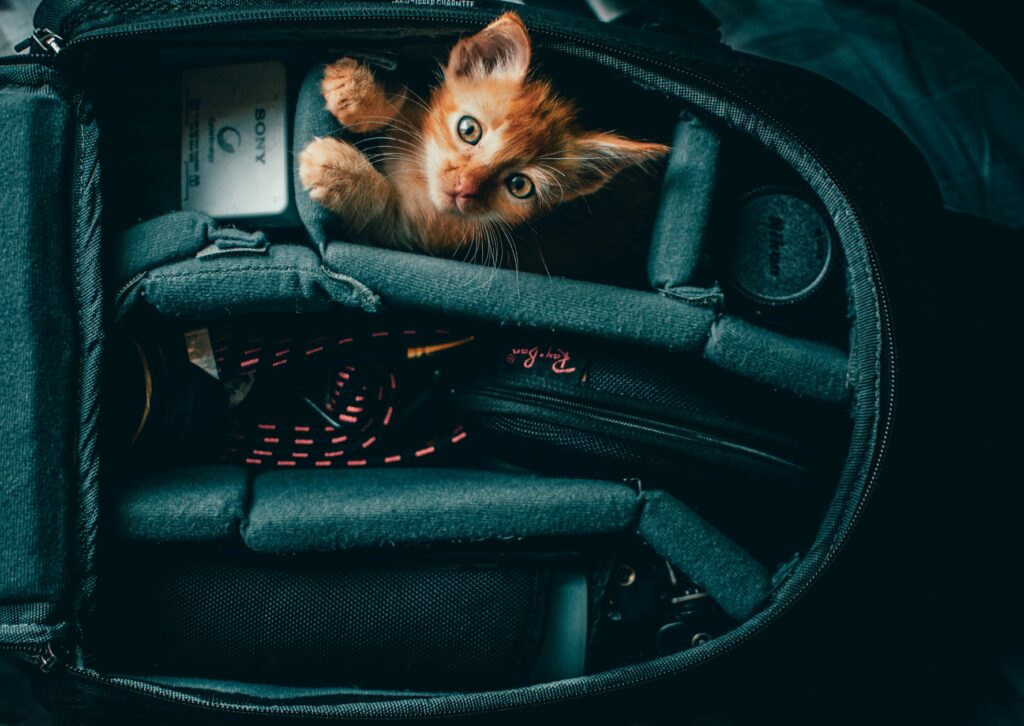 Cat Carriers, 17.7x13x13 Collapsible Pets Travel Carriers Dog Carrier Pet Carrier(Up to 20lbs), Waterproof Airline Approved Soft Sided, Car Travel Portable Bag for Big Cats/Small Dogs Cat Carriers, 17.7x13x13 Collapsible Pets Travel Carriers Dog Carrier Pet Carrier(Up to 20lbs), Waterproof Airline Approved Soft Sided, Car Travel Portable Bag for Big Cats/Small Dogs
