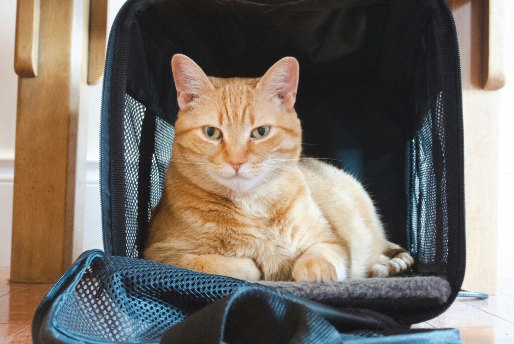 Cat Carriers, 17.7″x13″x13″ Collapsible Pets Travel Carriers Dog Carrier Pet Carrier(Up to 20lbs), Waterproof Airline Approved Soft Sided, Car Travel Portable Bag for Big Cats/Small Dogs