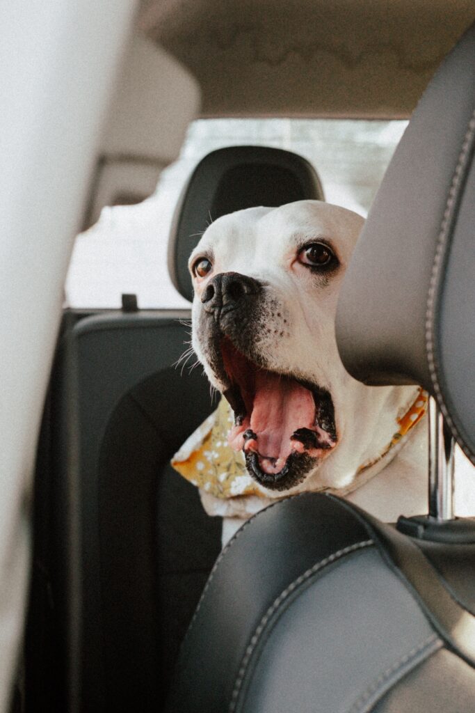 Pet Gear No-Zip View Pet Carrier Car Seat, Denim, 20 Pet Gear No-Zip View Pet Carrier Car Seat, Denim, 20