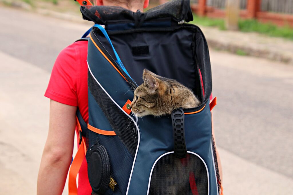Petprsco Large Cat Carrier for 2 Cats Small Medium Dogs, Soft Pet Carrier 24x17x17 for Traveling with Warm Blanket Foldable Bowl and Washable Pad