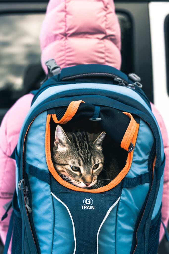 Petsfit Pet Carrier with Wheels, Rolling Cat Carrier for Small Cats, Airline Approved Pet Carrier with Telescopic Handle Perfect for Travelling Under 13lb,Blue Petsfit Pet Carrier with Wheels, Rolling Cat Carrier for Small Cats, Airline Approved Pet Carrier with Telescopic Handle Perfect for Travelling Under 13lb,Blue