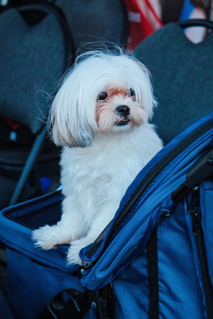 Petskd Top and Side Expandable Pet Carrier 18x11x11 Inches Delta United Airline Approved, Soft-Sided Carrier for Small Cats and Dogs with Locking Safety Zippers and Anti-Scratch Mesh(Blue) Petskd Top and Side Expandable Pet Carrier 18x11x11 Inches Delta United Airline Approved, Soft-Sided Carrier for Small Cats and Dogs with Locking Safety Zippers and Anti-Scratch Mesh(Blue)