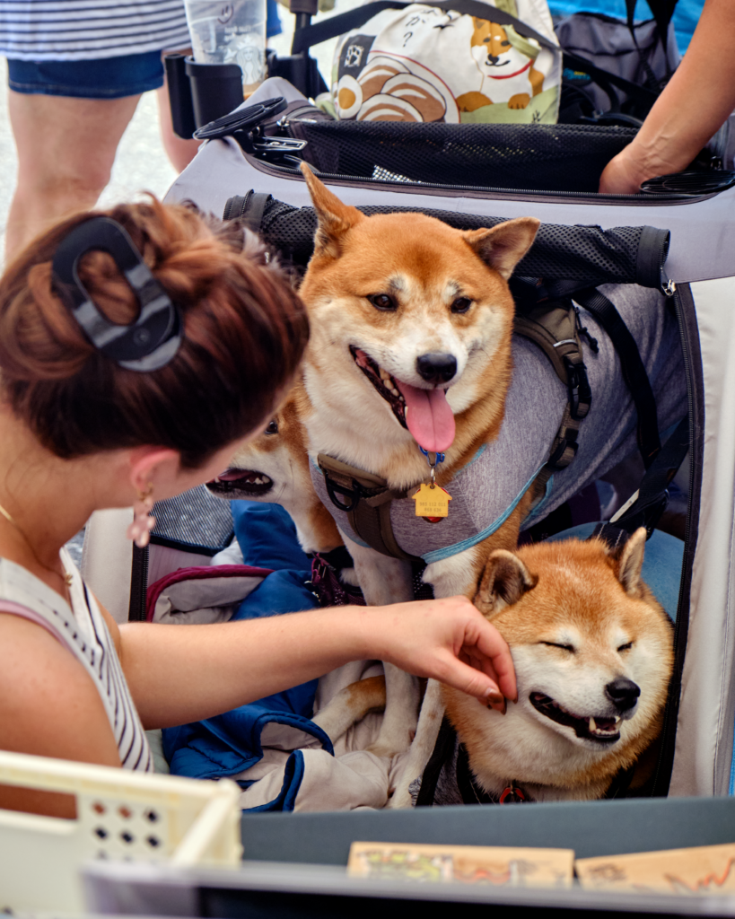 Petskd Top-Expandable Small Pet Carrier with Wheels (17″ L x 12″ W x 8.5″ H), JetBlue/Allegiant/Spirit Airlines Approved, Rolling Pet Carrier for Small Dogs & Cats (Black)