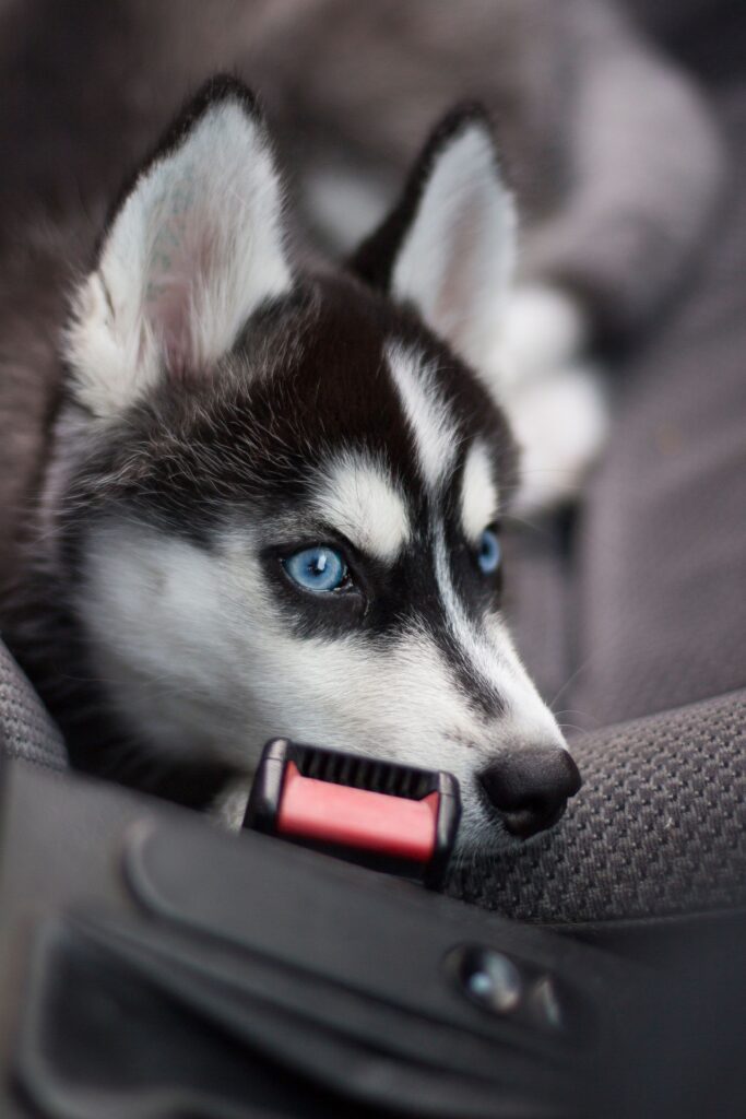 SlowTon Console Dog Car Seat - Portable Dogs Armrest Booster Seat for Small Dog, Anti-Collapse Pet Car Seat with Soft Cushion Safety Belt, Support Pet Up to 11lbs (Black) SlowTon Console Dog Car Seat - Portable Dogs Armrest Booster Seat for Small Dog, Anti-Collapse Pet Car Seat with Soft Cushion Safety Belt, Support Pet Up to 11lbs (Black)