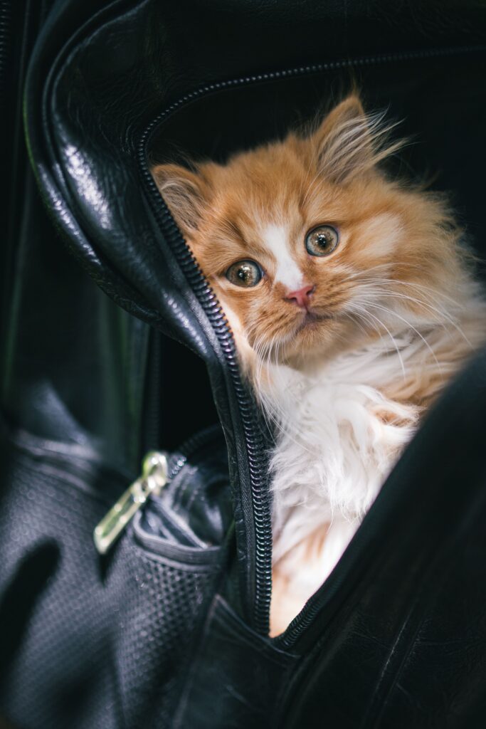 https://www.amazon.com/dp/B09MW3K8D7 - Petsfit Large Double Expandable Cat Carrier for Large Cats and Small Dogs review