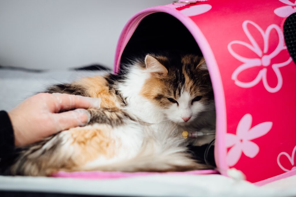 Lawfery Cat Carrier for Cats, Large Soft-Sided Pet Travel Carrier review