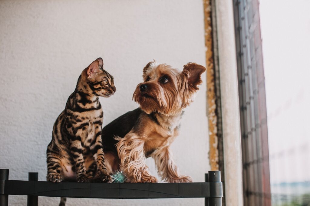 Petsfit Large Double Expandable Cat Carrier for Large Cats and Small Dogs review